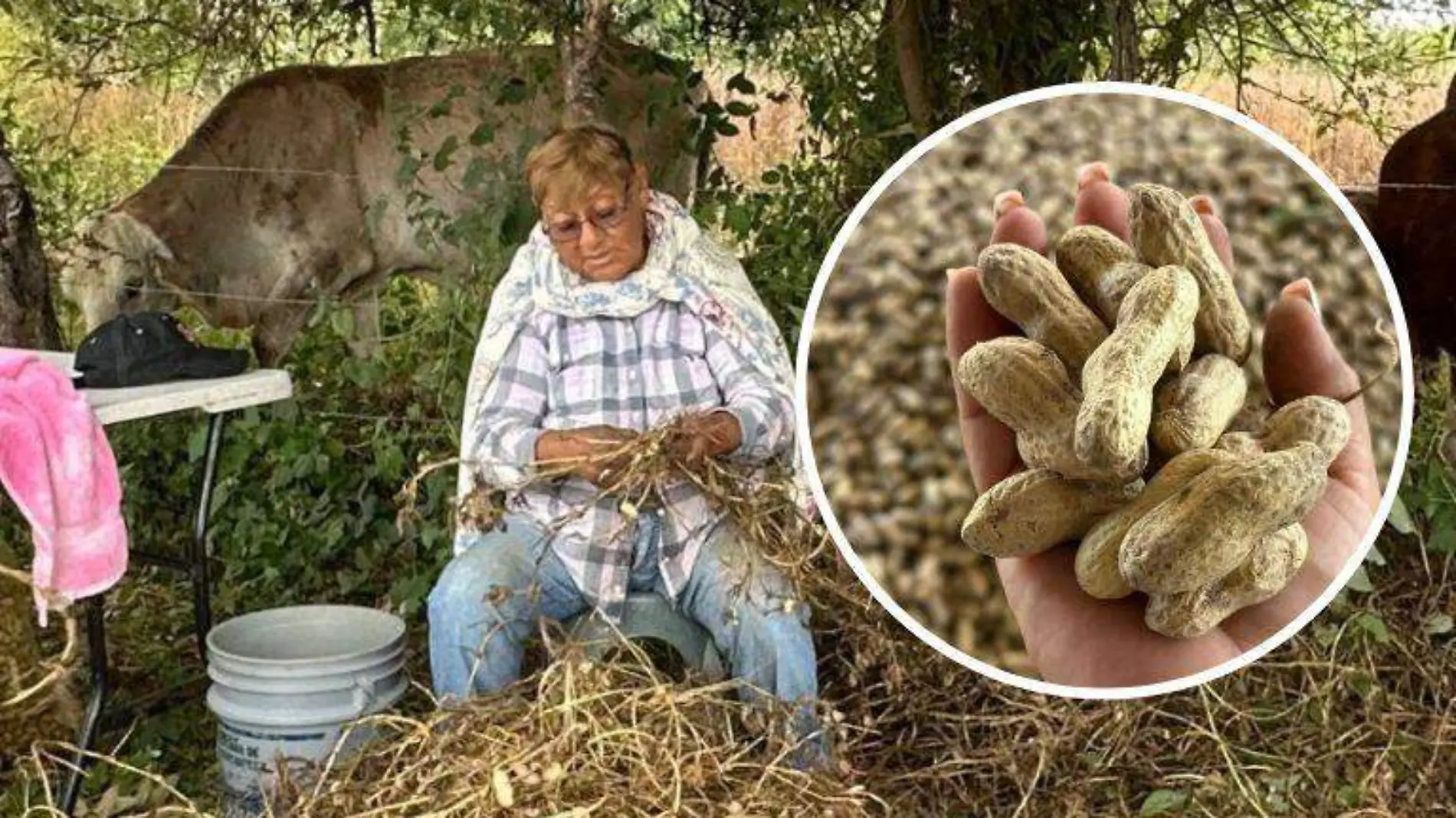 A principios de diciembre inició la cosecha de cacahuate en el ejido Agua de Castilla